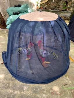 Áo lồng chống muỗi cho gà Chùm Bội