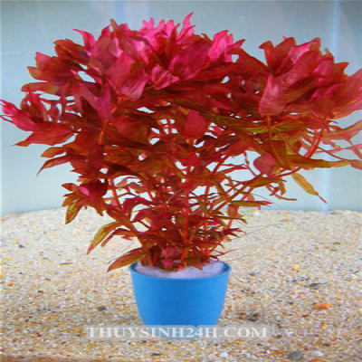 HỒNG HỒ ĐIỆP THỦY SINH (12 nhánh)