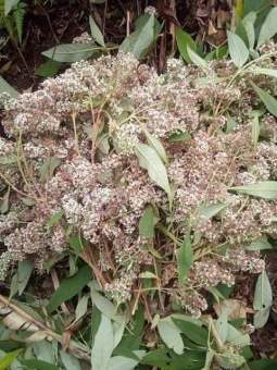 Hoa Bó Phón (Nhuộm Xôi Màu Vàng Tự Nhiên)