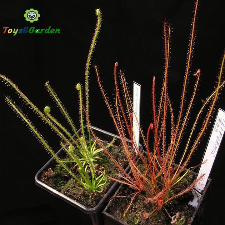 Gọng vó drosera fili cây bắt mồi, cây ăn thịt bẩy keo chuyên bắt ruồi muổi và kiến