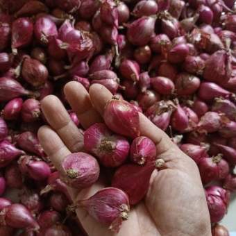 Hành củ tím chuẩn vị hành 1kg