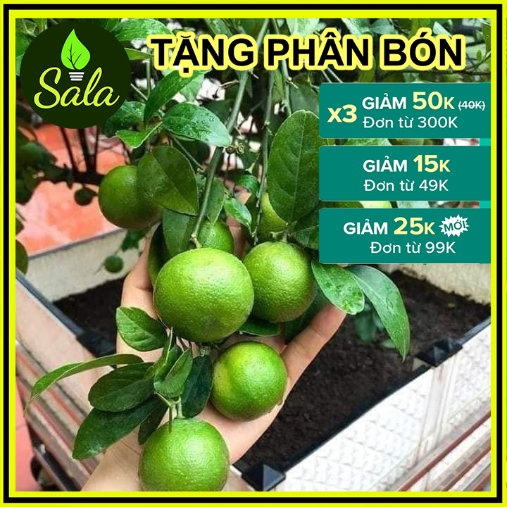 Cây chanh bông tím tứ quý, cây lớn nhiều cành đã từng cho quả