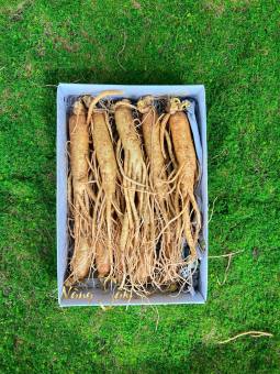 0,5Kg Nhân Sâm Tươi Hàn Quốc Size 10 Củ/Kg - Sâm Tươi Chuẩn Hàn Quốc 6 Năm Tuổi