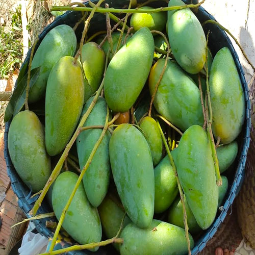 Cây Giống Xoài Thái