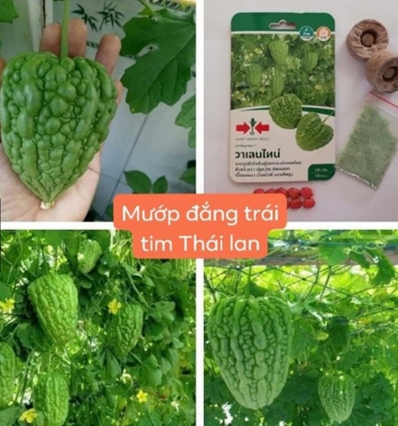 Hạt giống mướp đắng trái tim thái lan f1 tặng kèm kích mầm