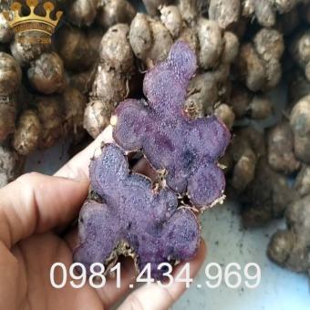 Gừng Đen (ngải đen) Tươi 01KG (Black Ginger) Chuẩn