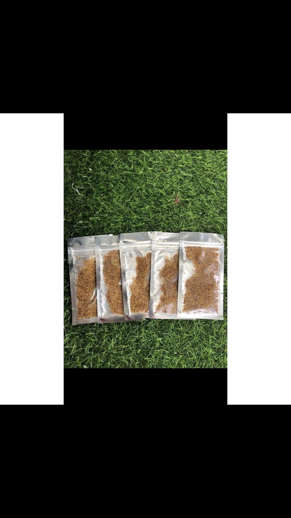 Hạt giống thủy sinh Cỏ tình yêu (Hàng Công Ty)