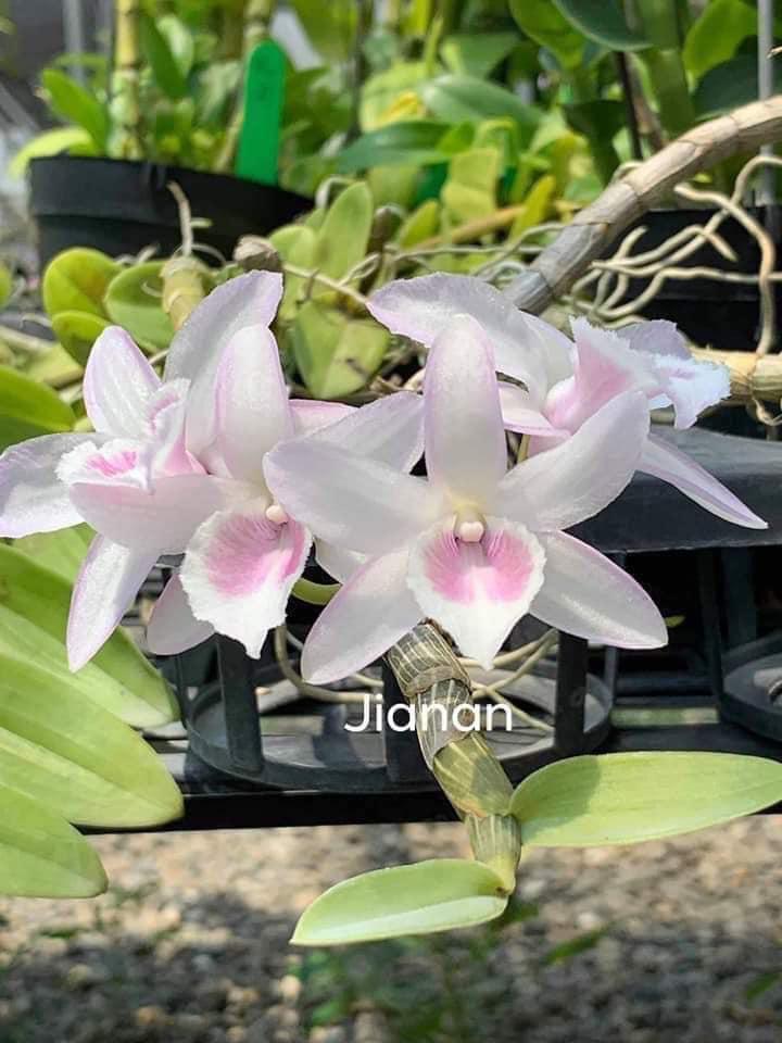 Giả hạc hông thái lan cây giống