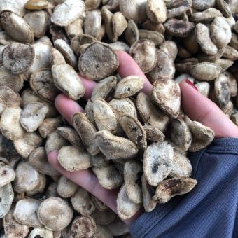 Hạt sành( sang) rừng 10k/1 hạt