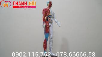 MÔ HÌNH HUYỆT VỊ NGƯỜI