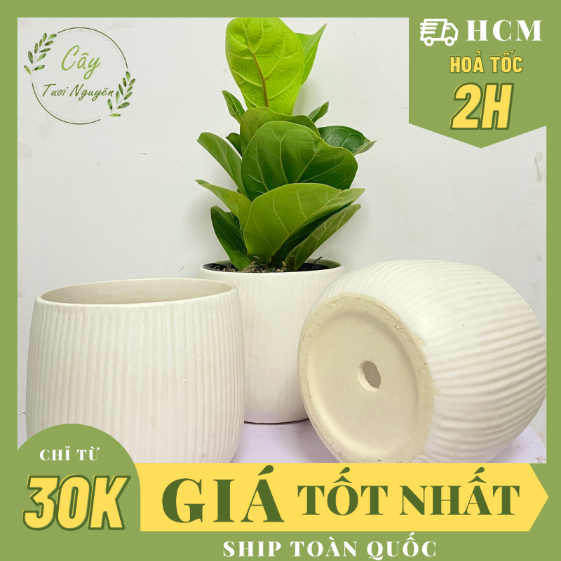 Chậu kẻ tăm tráng men , tráng men, chậu cây mini, sen đá, xương rồng cây tươi nguyên ctn0980