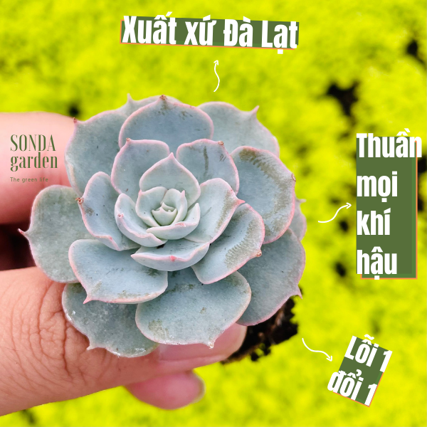 SEN ĐÁ HỒNG PHẤN SIZE MINI KHOẺ ĐẸP LỖI 1 ĐỔI 1