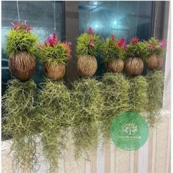 Cây không khí Kim yến dừa tóc tiên ,lọc không khí trang trí cảnh quan, không khí quả dừa tóc tiên, Cây không khí quả dừa