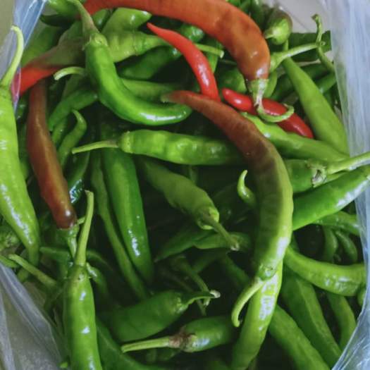 Ớt TRÁI XANH nhà trồng,ớt Huế chính gốc 1kg