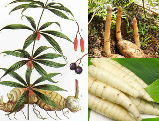 Củ hoàng tinh khô thượng hạng JINDO 1kg