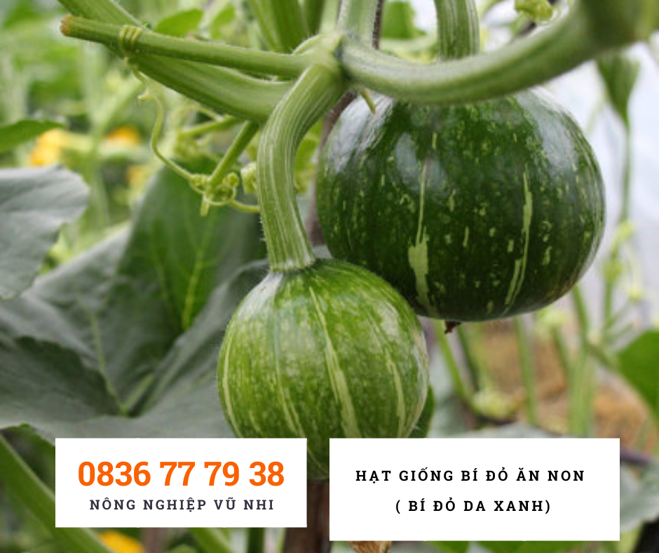 Hạt giống Bí Đỏ ăn non - hatgiong24h