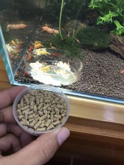 10g thức ăn cho tép, cá 7 màu, thức ăn siêu bu, bu theo bầy