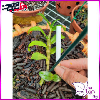 Lan Phi Điệp *☘️ FREESHIP ☘️* Hồng Yên Thủy [ Ươm Kie ]