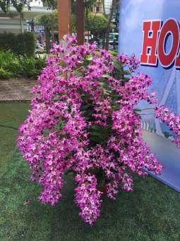 denro nắng bò tím giống