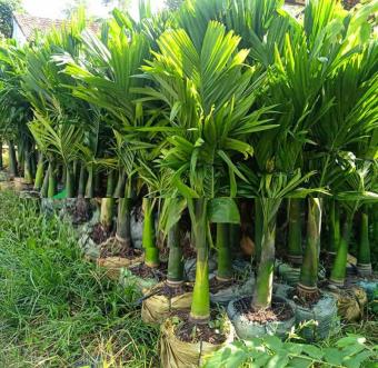 cây giống cau ta, cau cao, cau ăn trầu size lớn cao 1,5m-2m