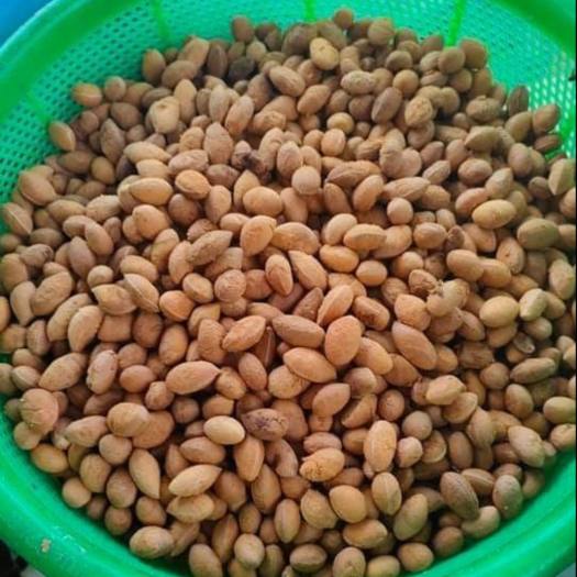 Say rừng ( 1kg) - Đặc sản bà Mười