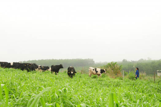 Thùng 48 bịch sữa Dalat Milk có đường/ít đường/không đường bịch 220ml