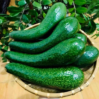 Bơ 034 Đặc sản Lâm Đồng - Nguồn dinh dưỡng từ vùng đất Tây Nguyên