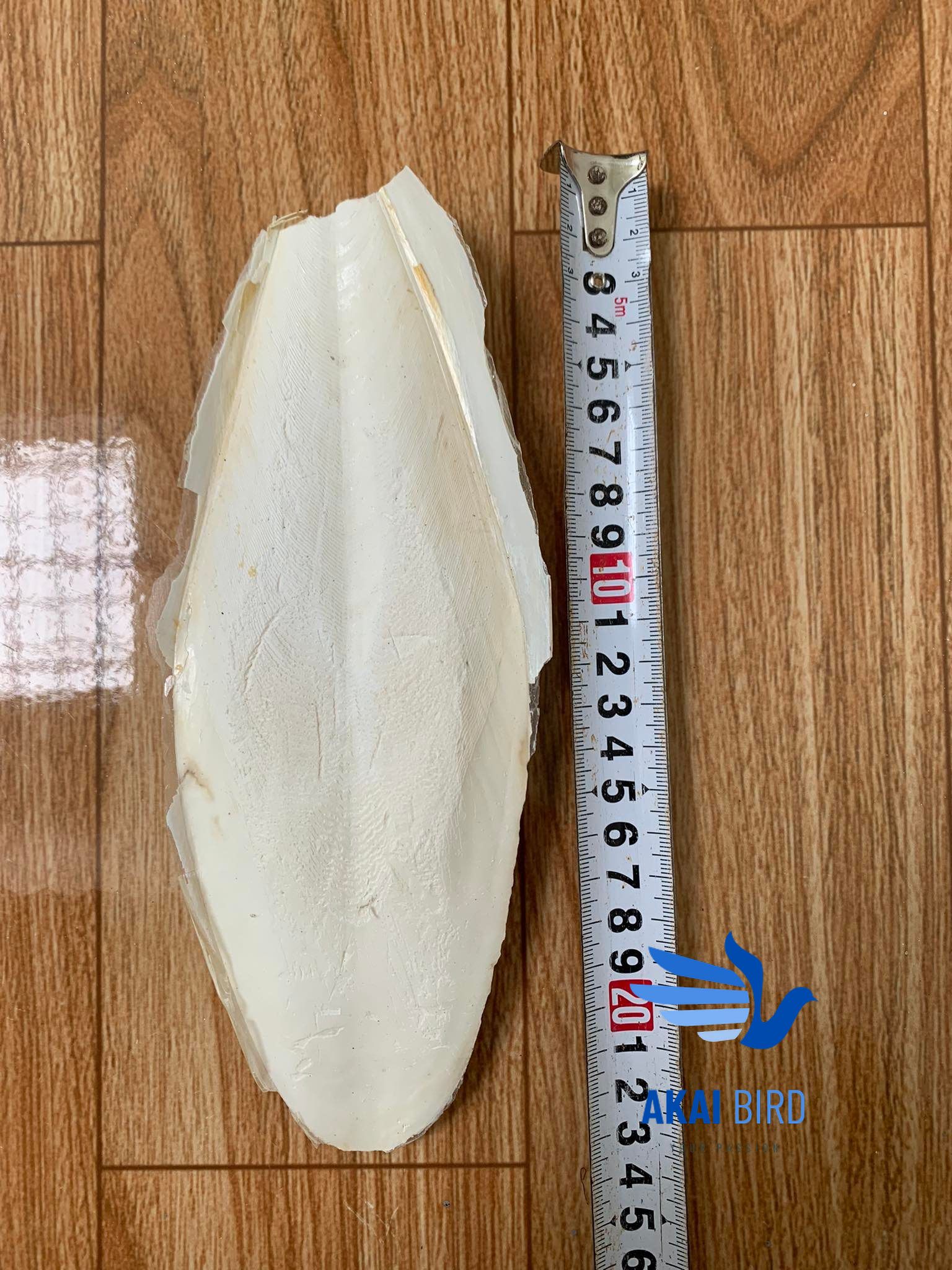 Nang mực, mai mực size to cho vẹt, chim cảnh...