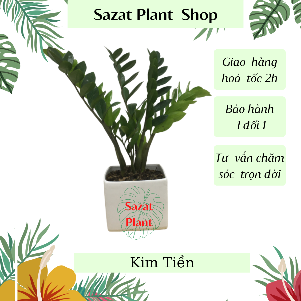 Cây kim tiền (cao 20- 25), cây cảnh kiểng lá mini để bàn trồng trong nhà phong thuỷ hút tài lọc, cây xanh Nhà Phố SaZat Plant.