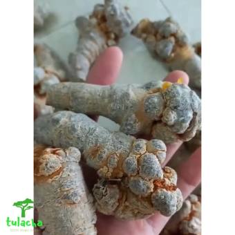 Tam thất hoang, tam thất rừng tự nhiên vùng núi cao Tây Bắc. Tam thất củ khô loại thượng hạng, cao cấp.