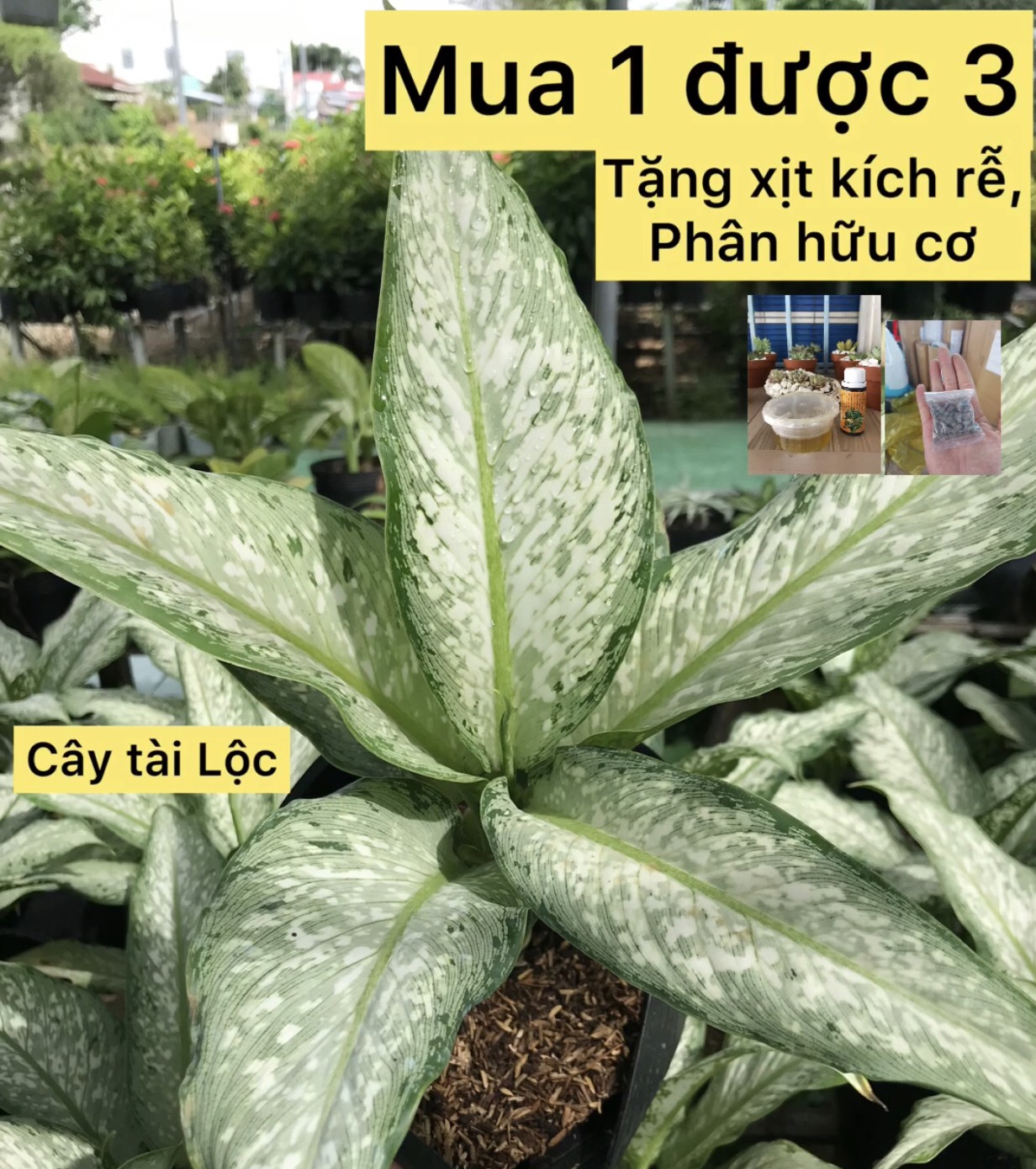 Cây tài Lộc + tặng phân bón cho cây mau lớn