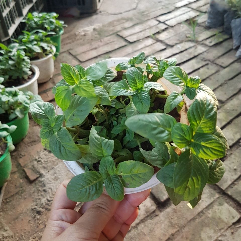 Bầu rau quế vị ( xá xị ) 🎗️🎗️ MUA 2 CHẬU TẶNG 2 CÂY GIỐNG 🎗️🎗️ Số lượng có hạn