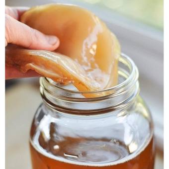 Combo Scoby + Nước mồi làm trà Kombucha