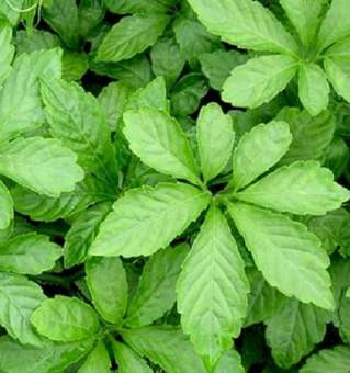 Dược liệu Giảo cổ lam 7 lá