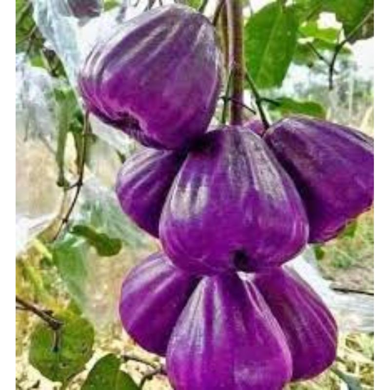 Cây giống roi tím