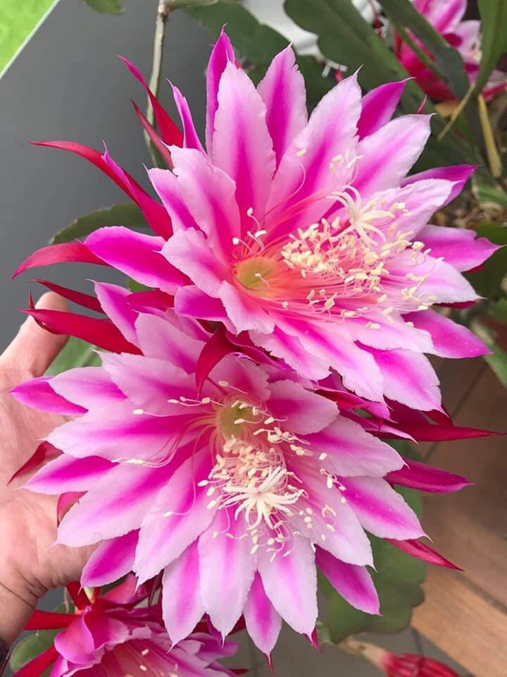 Hoa đại nhật quỳnh- chậu giống- 13 màu