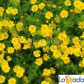 100h Hạt Giống Hoa Cúc Sao Băng USA (C4.202| B25*V74)