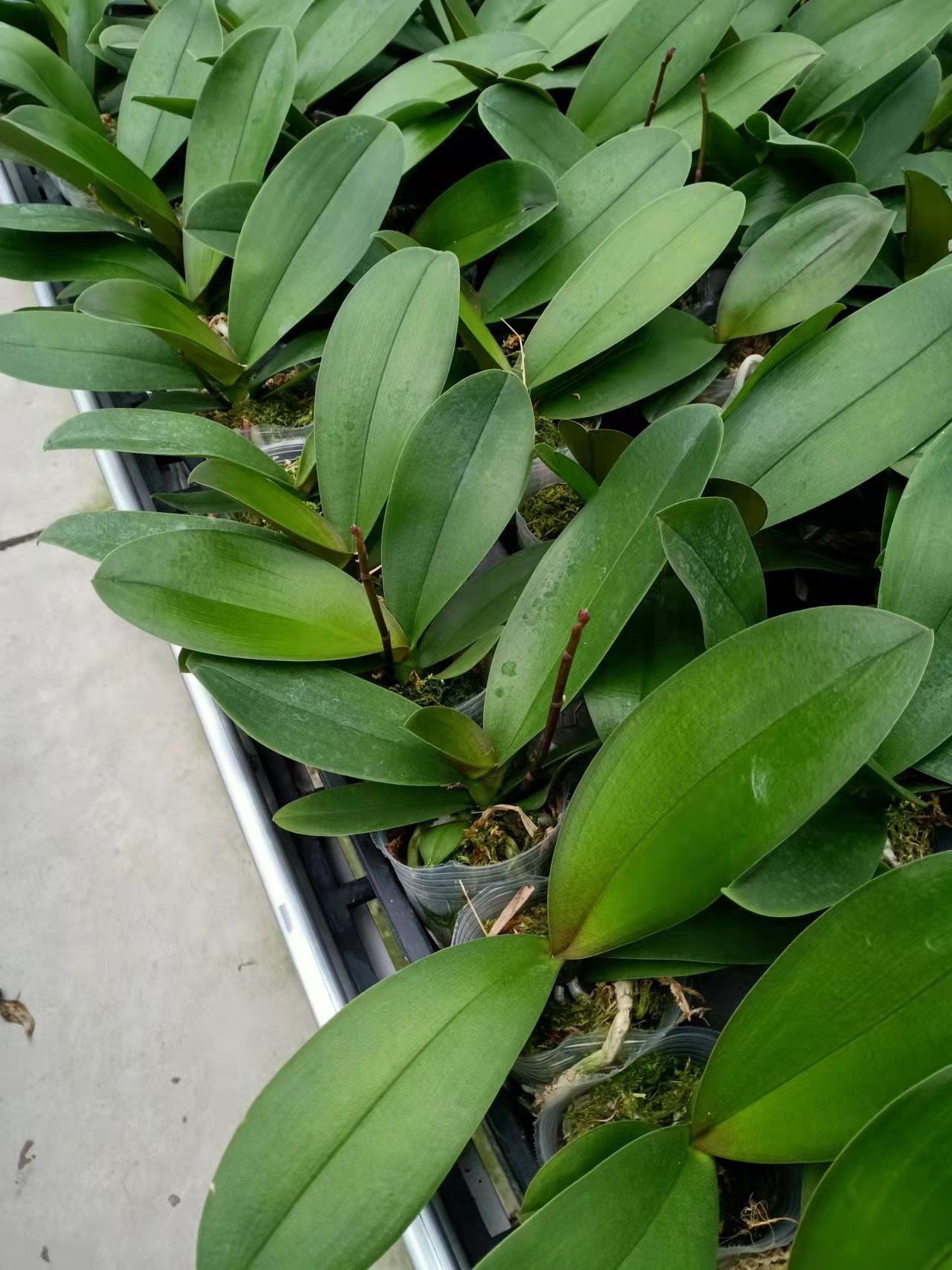 Combo 3 Lan hồ điệp 3 màu đang ngồng - HOA ĐẠI - CỐC 2.8