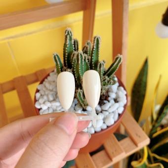 Sơn gel Habo màu trắng sữa hot trend 2022