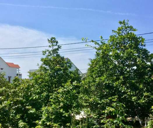 PHÂN BÓN SIÊU VỌT ĐỌT