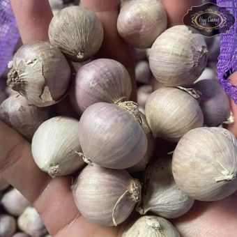 Tỏi cô đơn, tỏi 1 nhánh Phù Yên - Sơn La loại 1. Đặc sản tỏi cô đơn, tỏi một nhánh làm tỏi đen lý sơn, phan rang, hải dương, sơn la