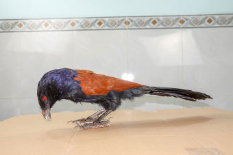 Bìm Bịp giả mồi hiệu quả khi bẫy 2021 ( Bịp bơm keo cực đẹp như con thật, bảo hành 2 năm không hư )