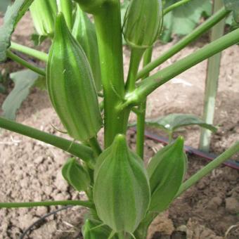 Hạt Giống Đậu Bắp Khổng Lồ Star David