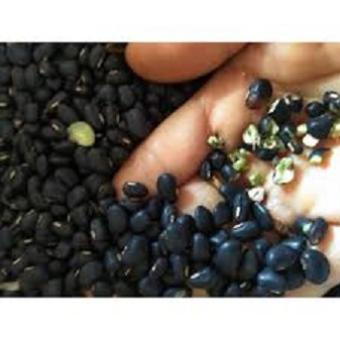 Đậu đen xanh lòng