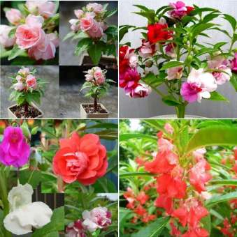 Hạt giống hoa mong tay kép - hoa bóng nước mix nhiều màu ( gói 50 hạt )