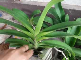 Lan đai châu, lan đai châu nghinh xuân, hoa cực thơm giá phải chăng