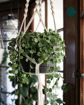 Hoya Curtisii, Cẩm cù Lan Tim Linh - Lá splash siêu đẹp, chậu treo