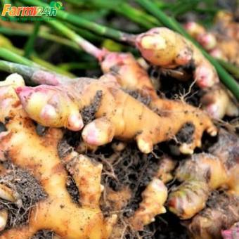 Củ gừng tươi -  500g