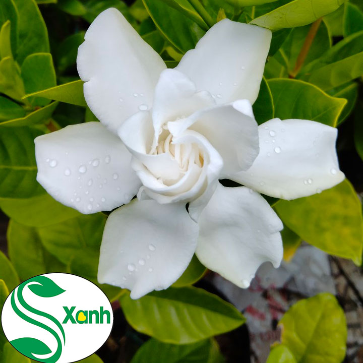 Hoa bạch thiên hương, Bông cánh kép, thơm ngào ngạt