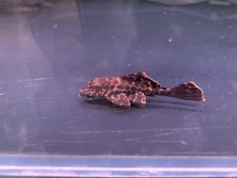 Tỳ bà beo dọn bể thủy sinh